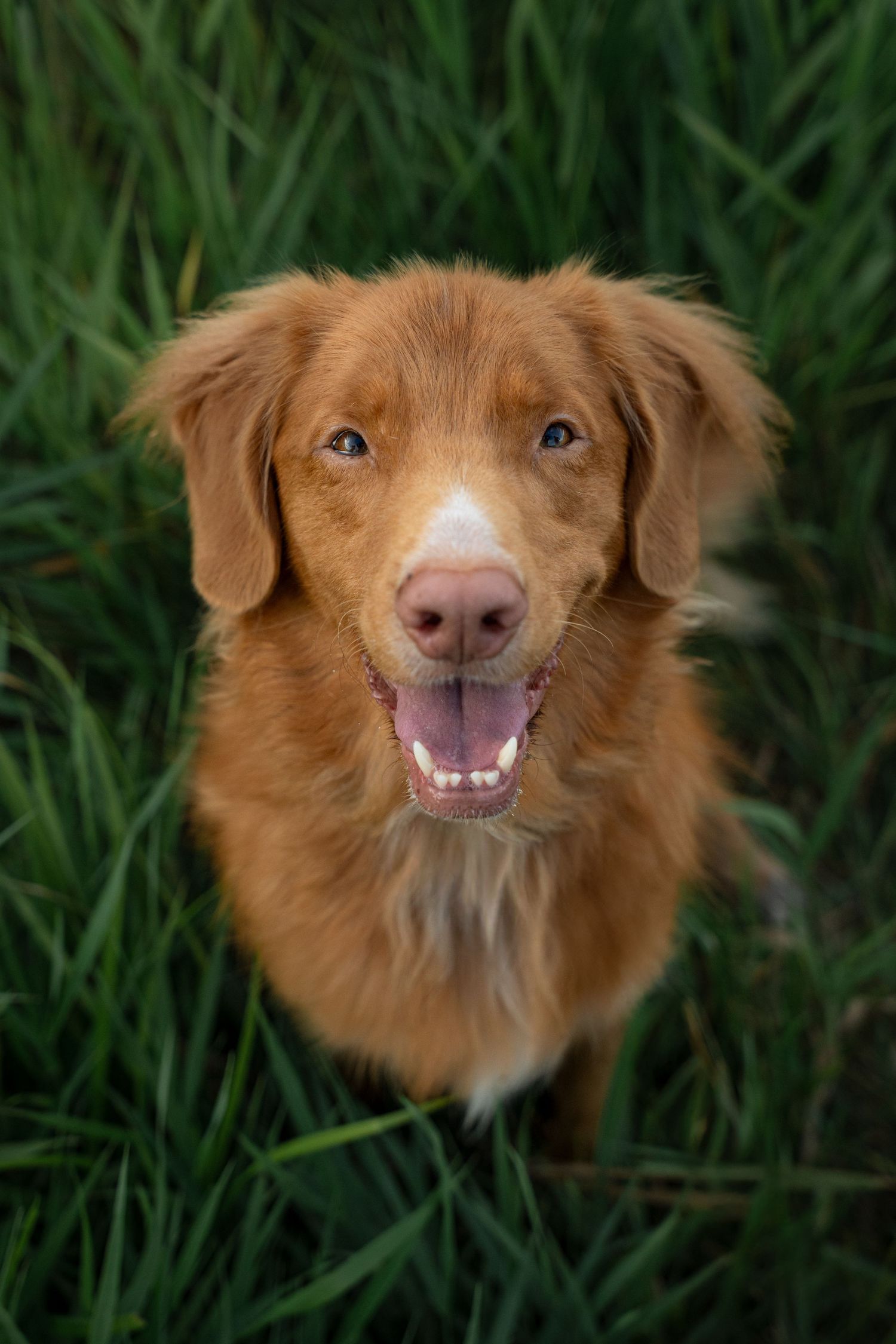 A happy golden Nova Scotia Duck Tolling Retriever sits smiling in lush green grass.