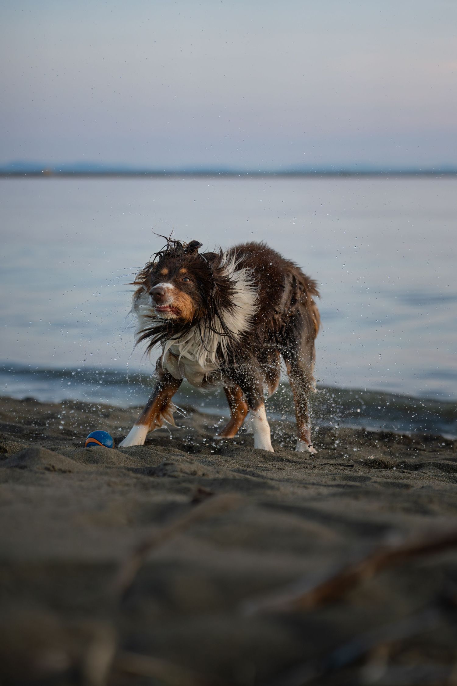 Wet Australian Shepherd dog shaking off water on a rocky beach shore at dusk.