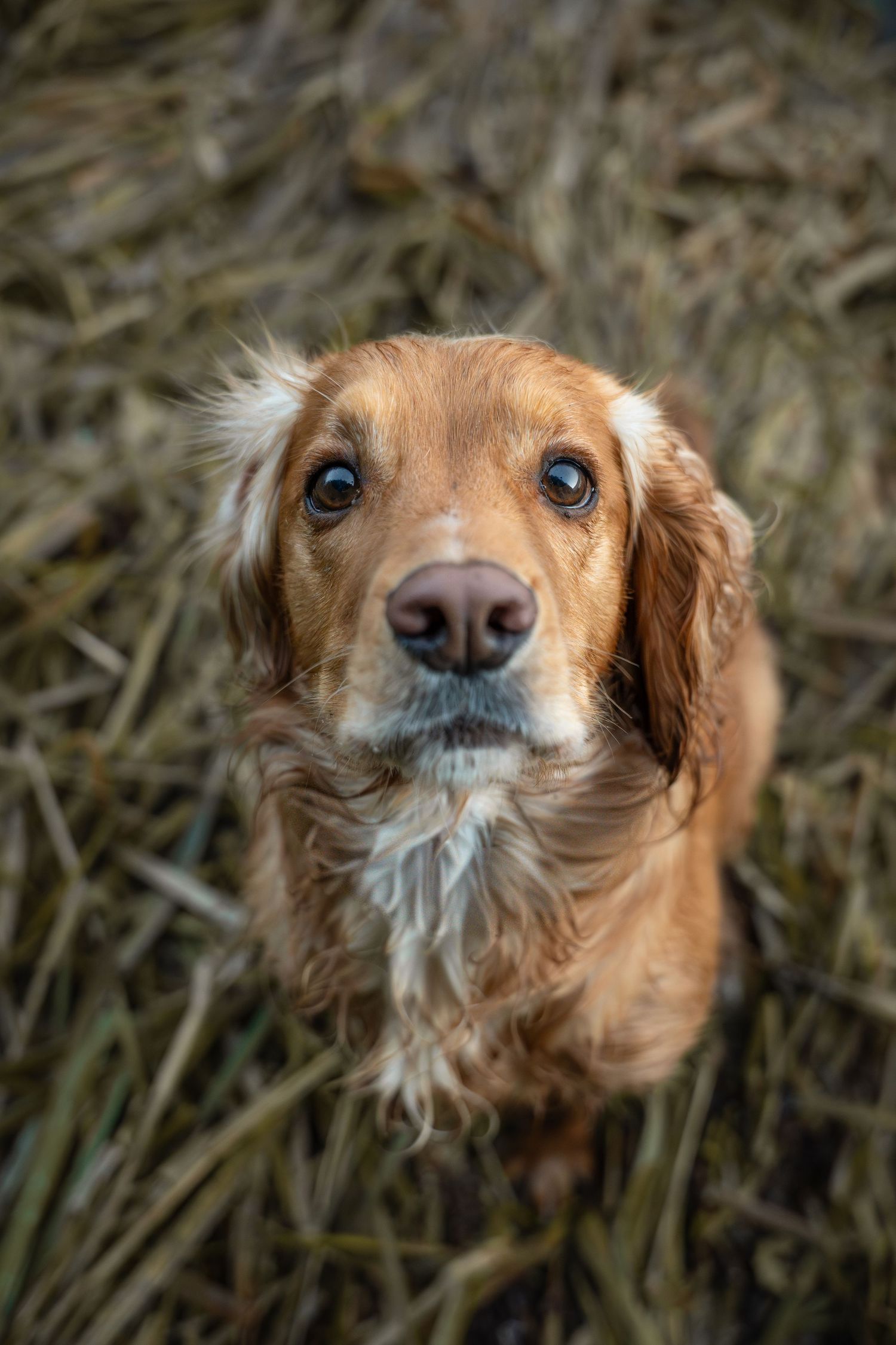 Close-up portrait of an adorable golden Cocker Spaniel with soulful eyes sitting in dry grass.