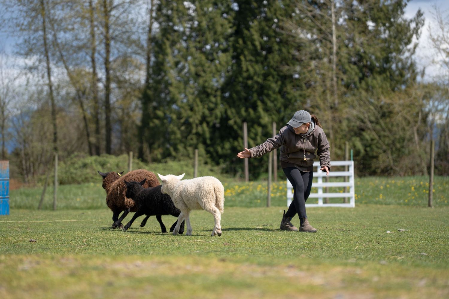 Person herding small sheep and alpacas in a green pasture with white fence and trees in background.