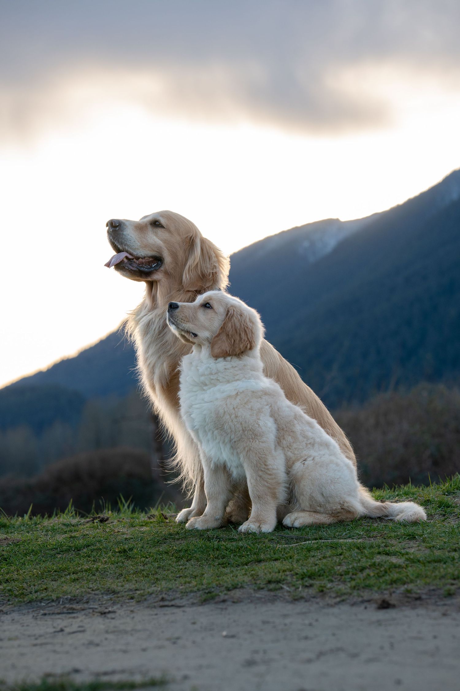 Two golden retrievers sitting on grass with misty mountain backdrop at sunset.