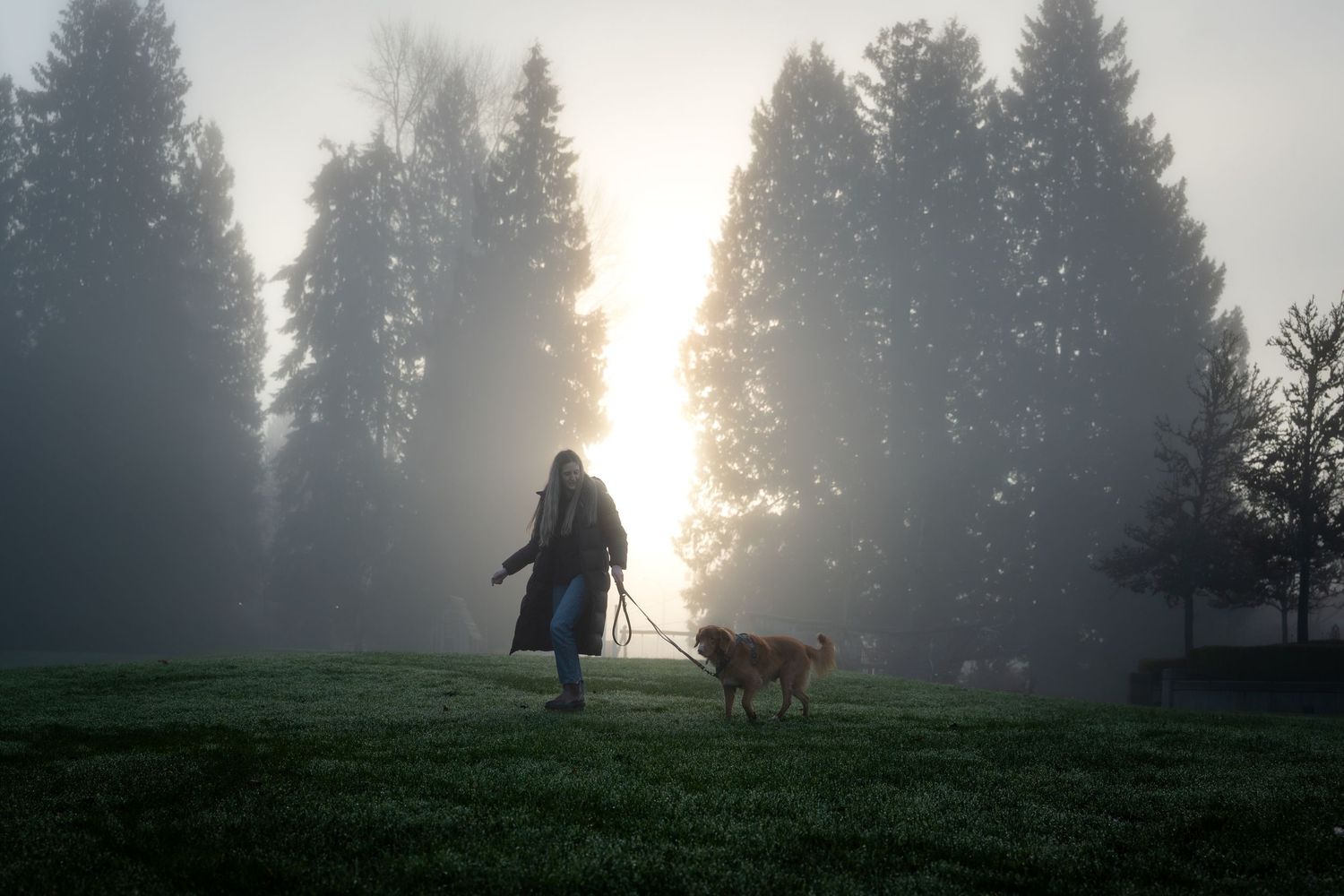 A person walks a golden dog on a leash through a misty foggy park at sunrise.