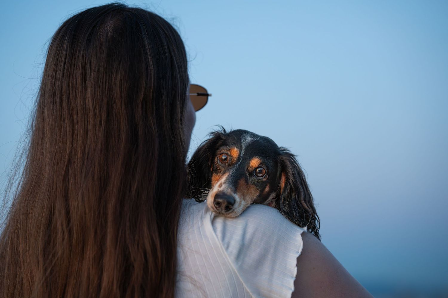 Woman seen from behind holding a small dachshund dog