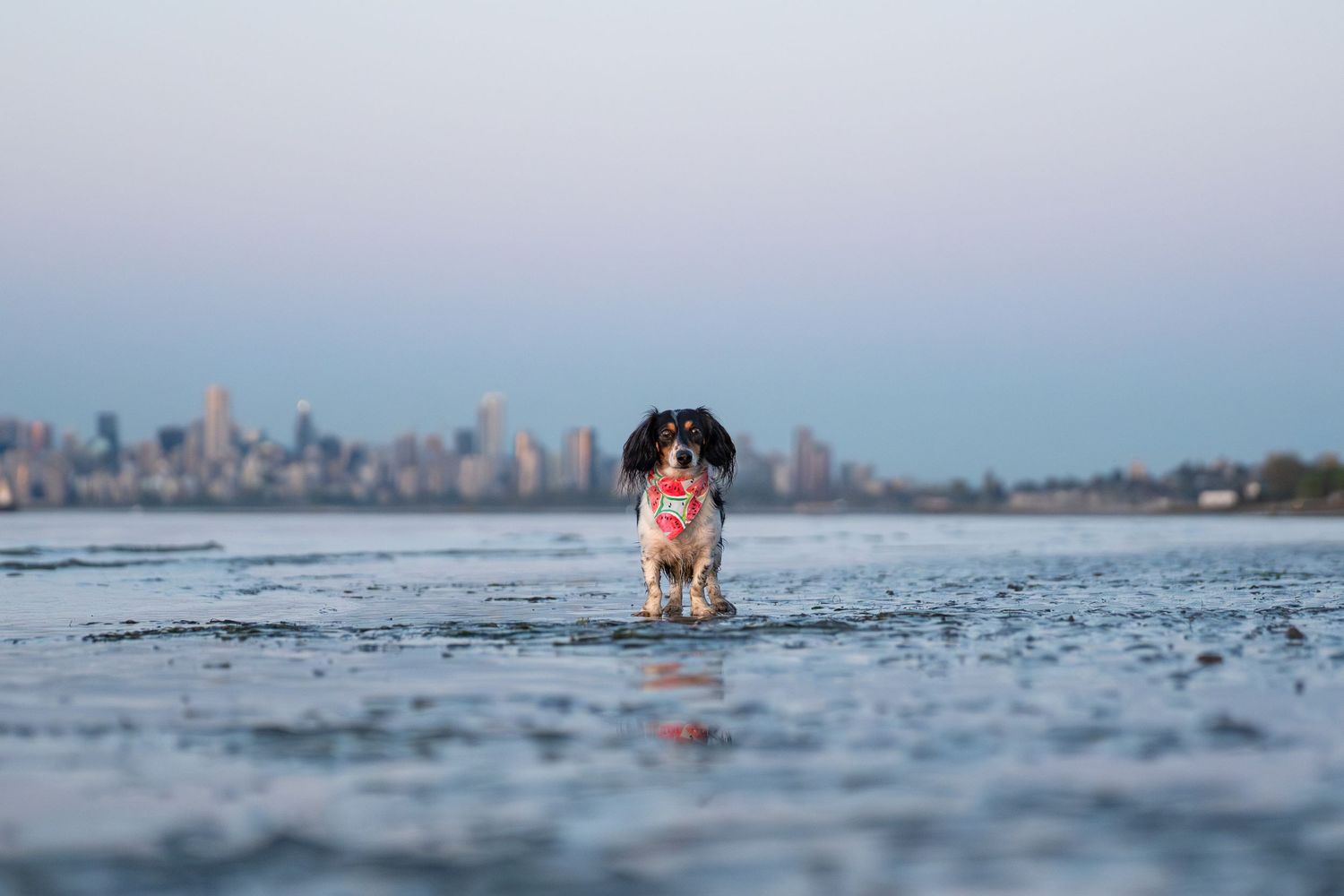 A wet dog runs through shallow water with a city skyline visible in the background at dusk.