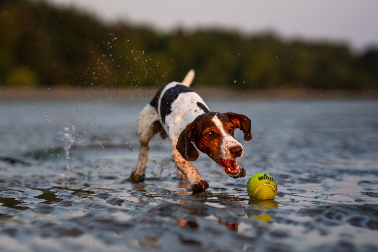 A Braque du Bourbonnais dog splashing through shallow water chasing a tennis ball outdoors.