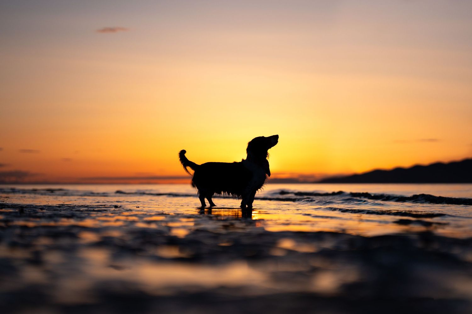 Silhouette of a small dachshund dog standing in shallow ocean water against a vibrant orange sunset sky.