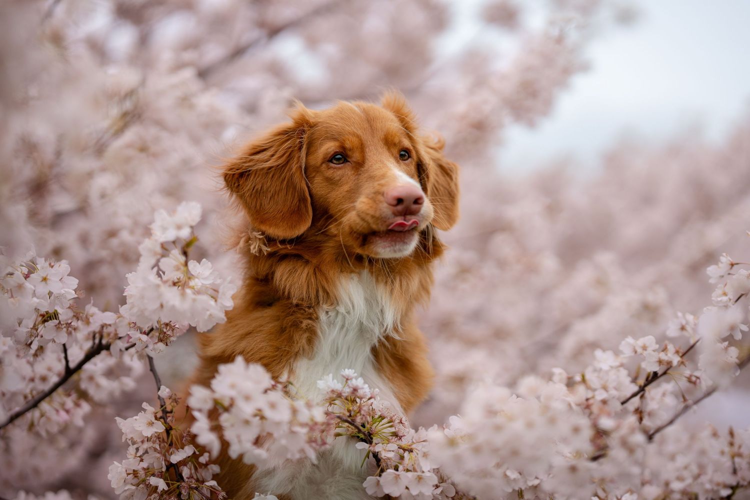 A golden Nova Scotia Duck Tolling Retriever peeks through clusters of delicate pink cherry blossoms.