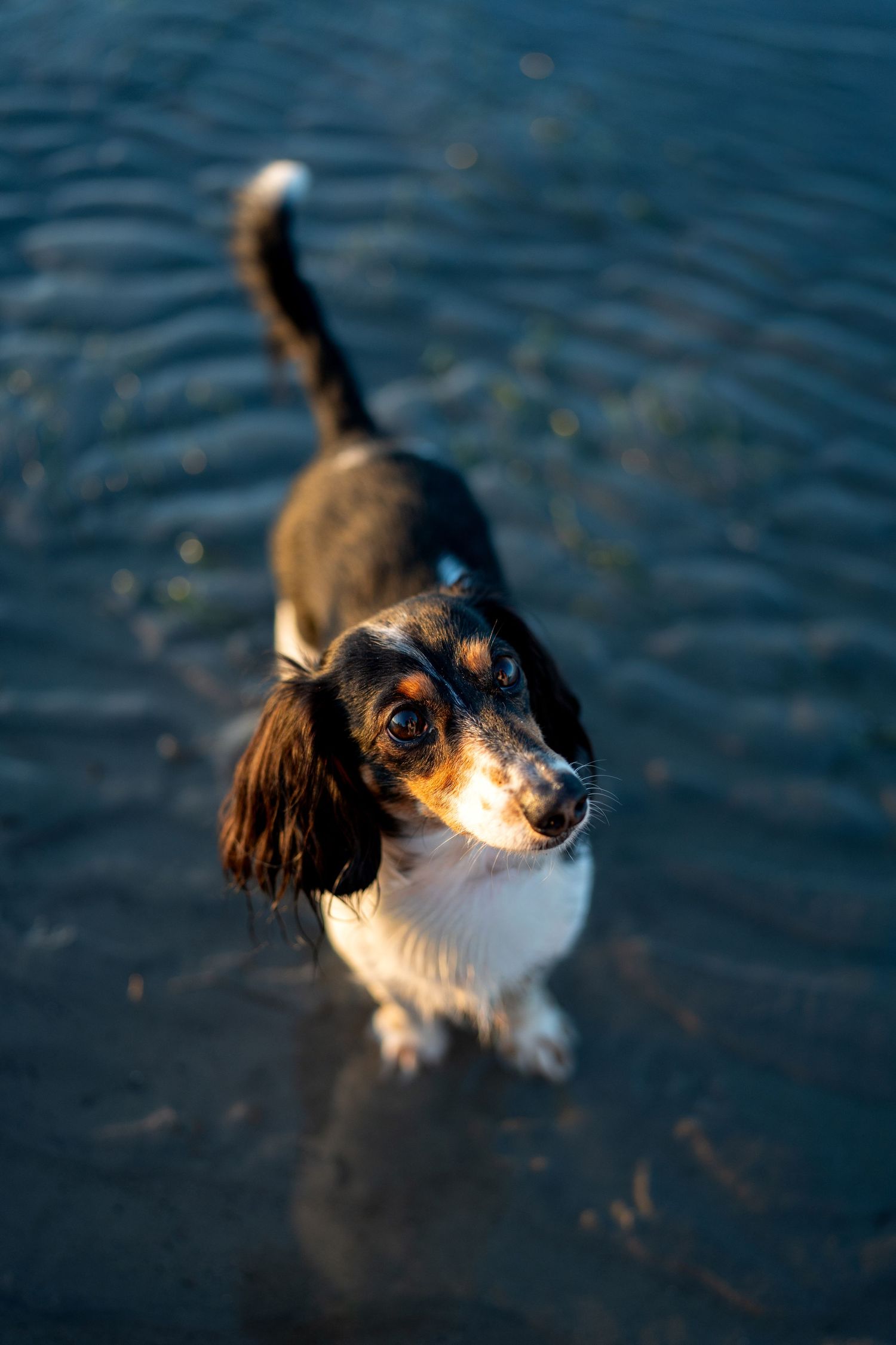 A small dachshund dog standing in shallow water, looking up at the camera with floppy ears and a raised tail.