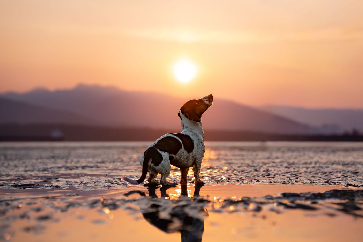 A dog stands in shallow water at sunset, gazing upward with mountains and golden sky in the background.