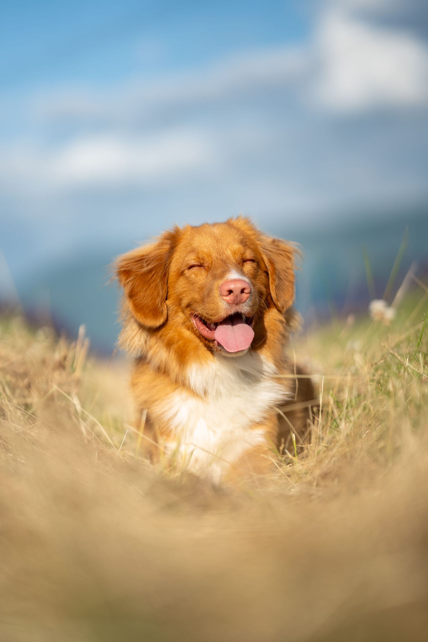 A happy Nova Scotia Duck Tolling Retriever lies in golden grass with eyes closed under blue sky.