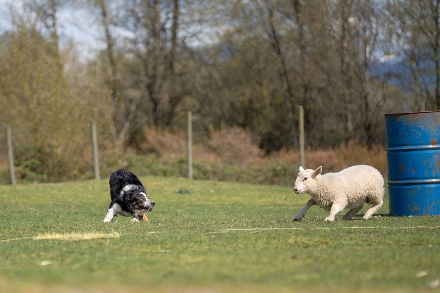 Border collie herding sheep