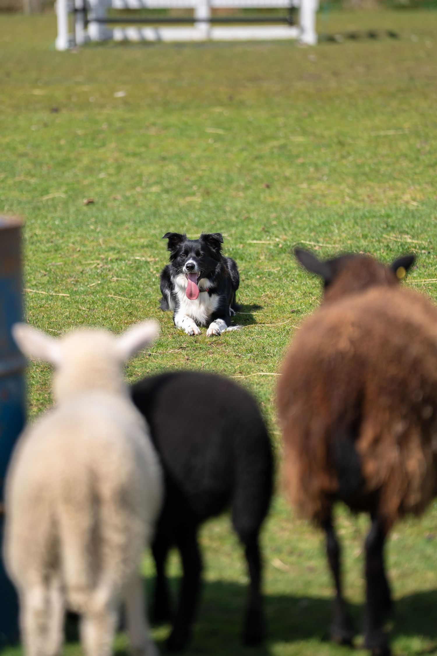 Border Collie herding sheep on a green farm field, facing three sheep with tongue out.