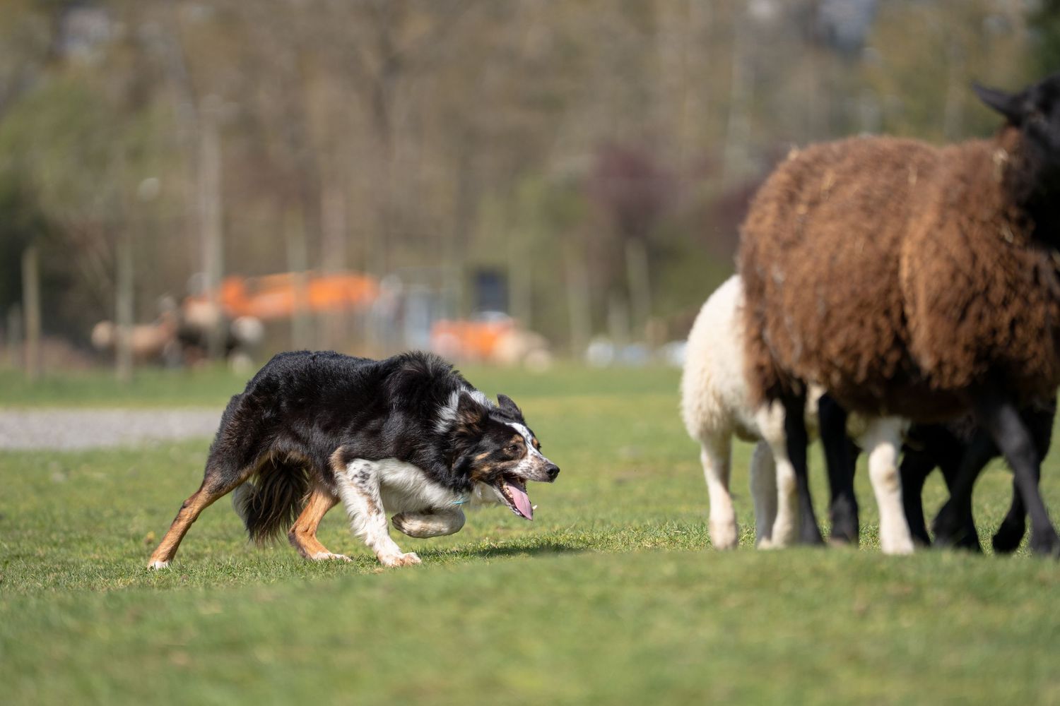 A Border Collie herding brown and white sheep on a green grassy field outdoors.