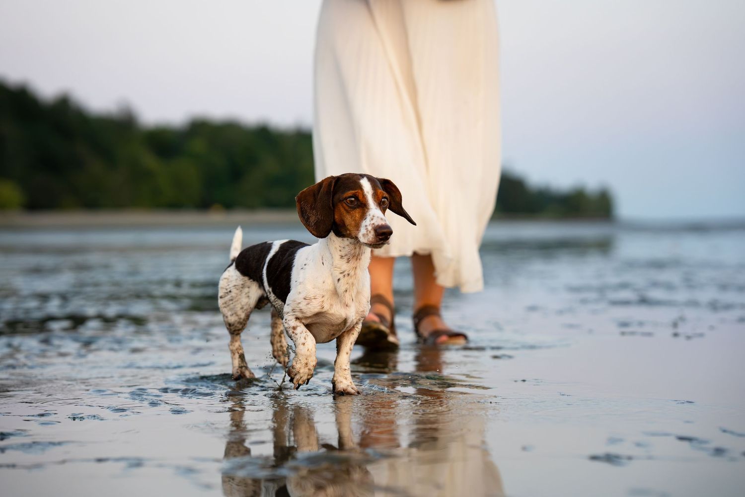 A brown and white Brittany spaniel dog walking on a wet beach beside a person in a white dress and sandals.