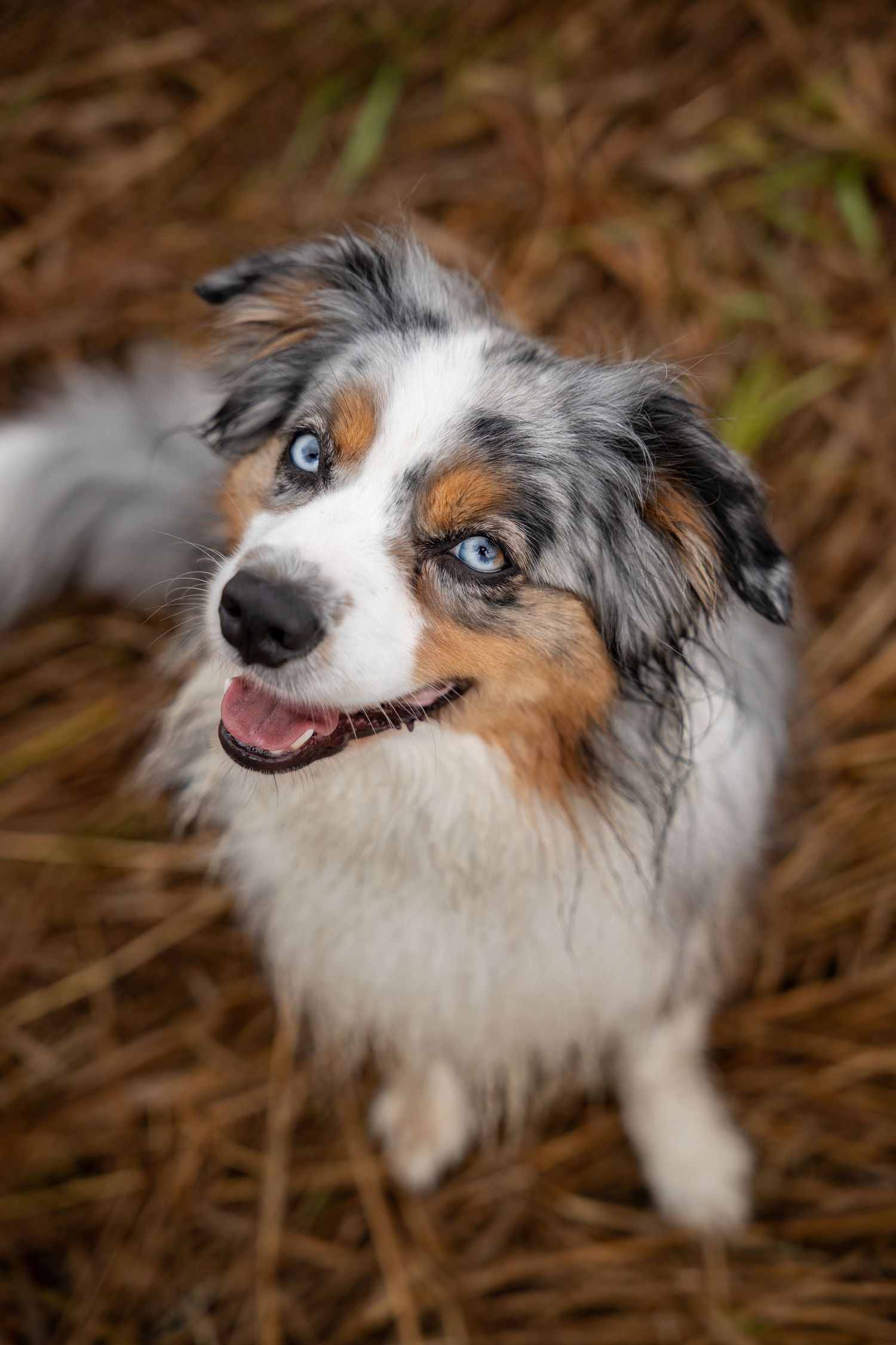 Close-up portrait of a blue-eyed Australian Shepherd puppy with merle coat looking up curiously.