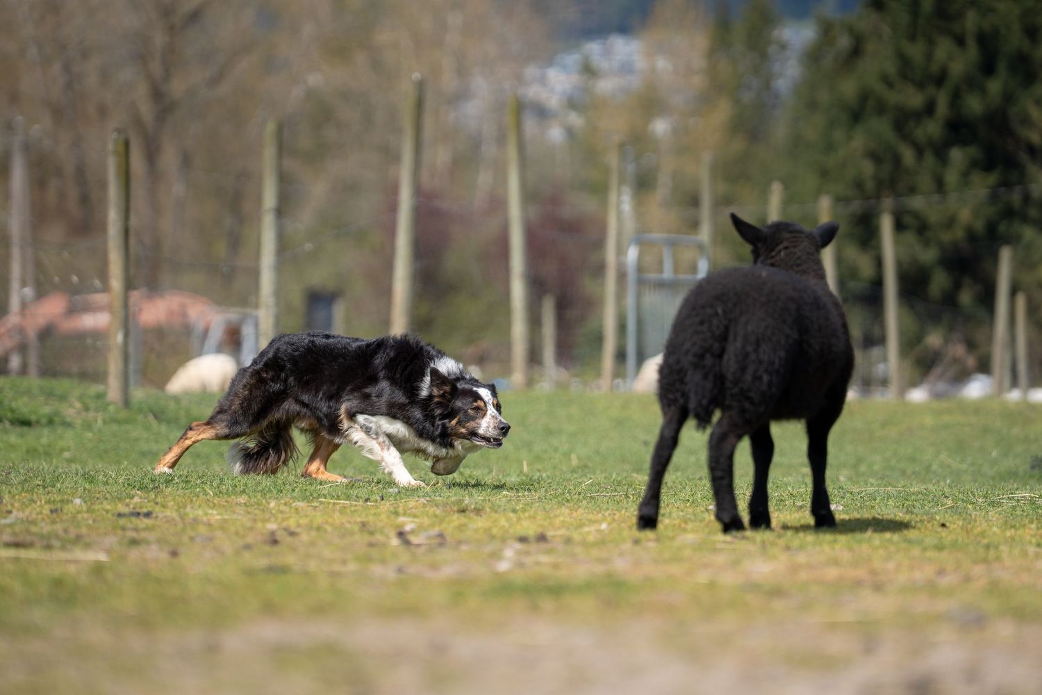 Border collie herding sheep