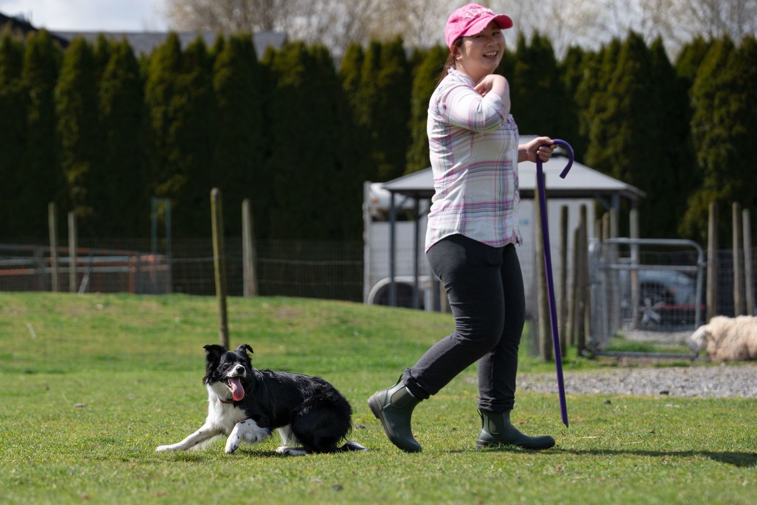 Woman in pink cap with border collie dog on green grass field during sunny day outdoor training session.