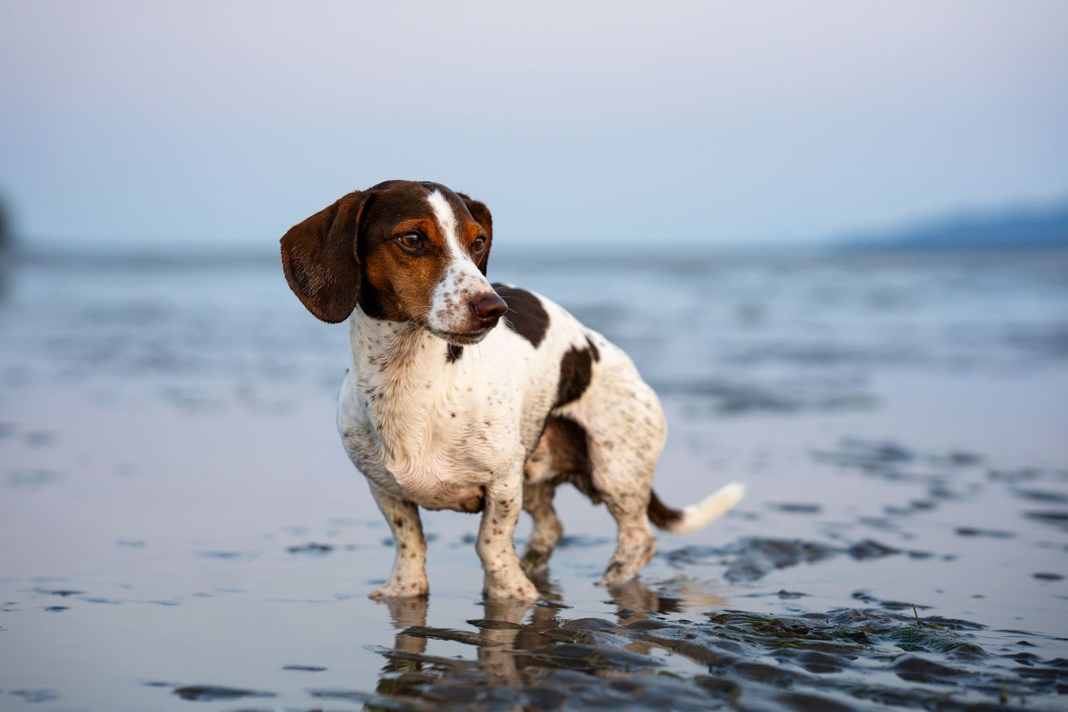 A brown and white spotted dog stands in shallow ocean water on a beach, looking alert and majestic.