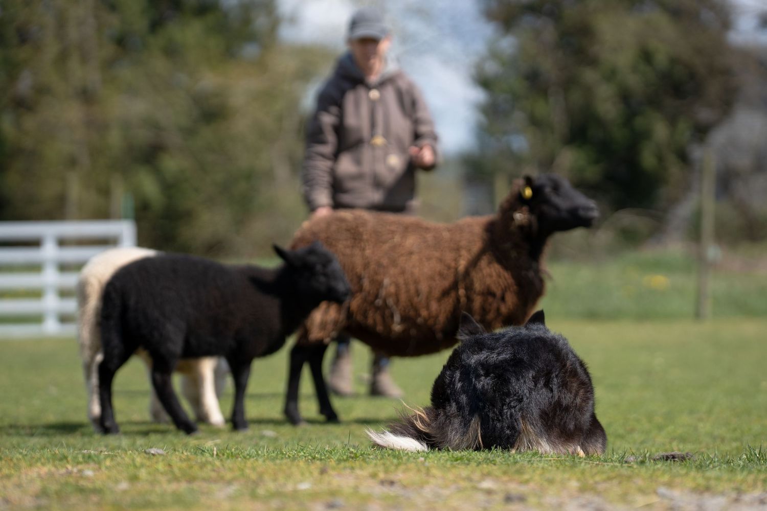 A farmer oversees a herding dog resting in a green pasture with black and brown sheep on a sunny day.