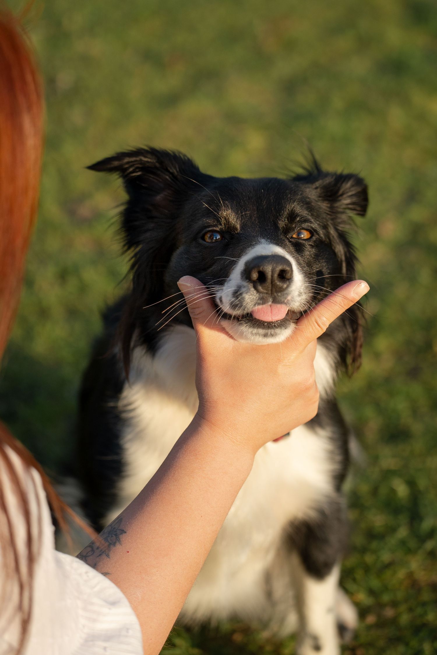 A woman holds a Border Collie dog's face in her hands outdoors on green grass in golden hour light.