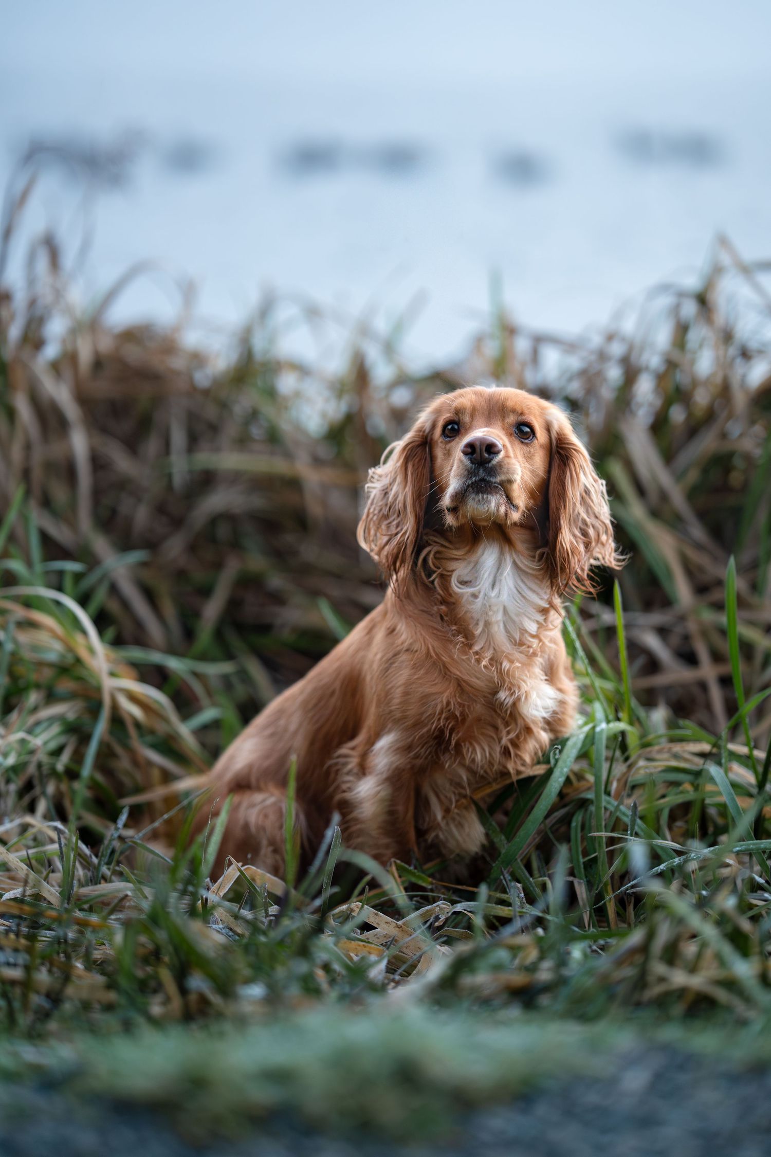 A golden Cocker Spaniel sits attentively in tall grass near a misty waterfront on a cool day