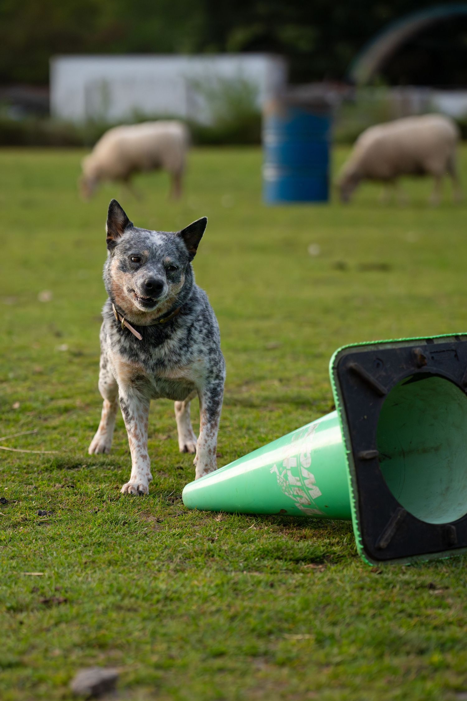Australian Cattle Dog stands alert on green grass near a fallen cone with sheep grazing in the background.