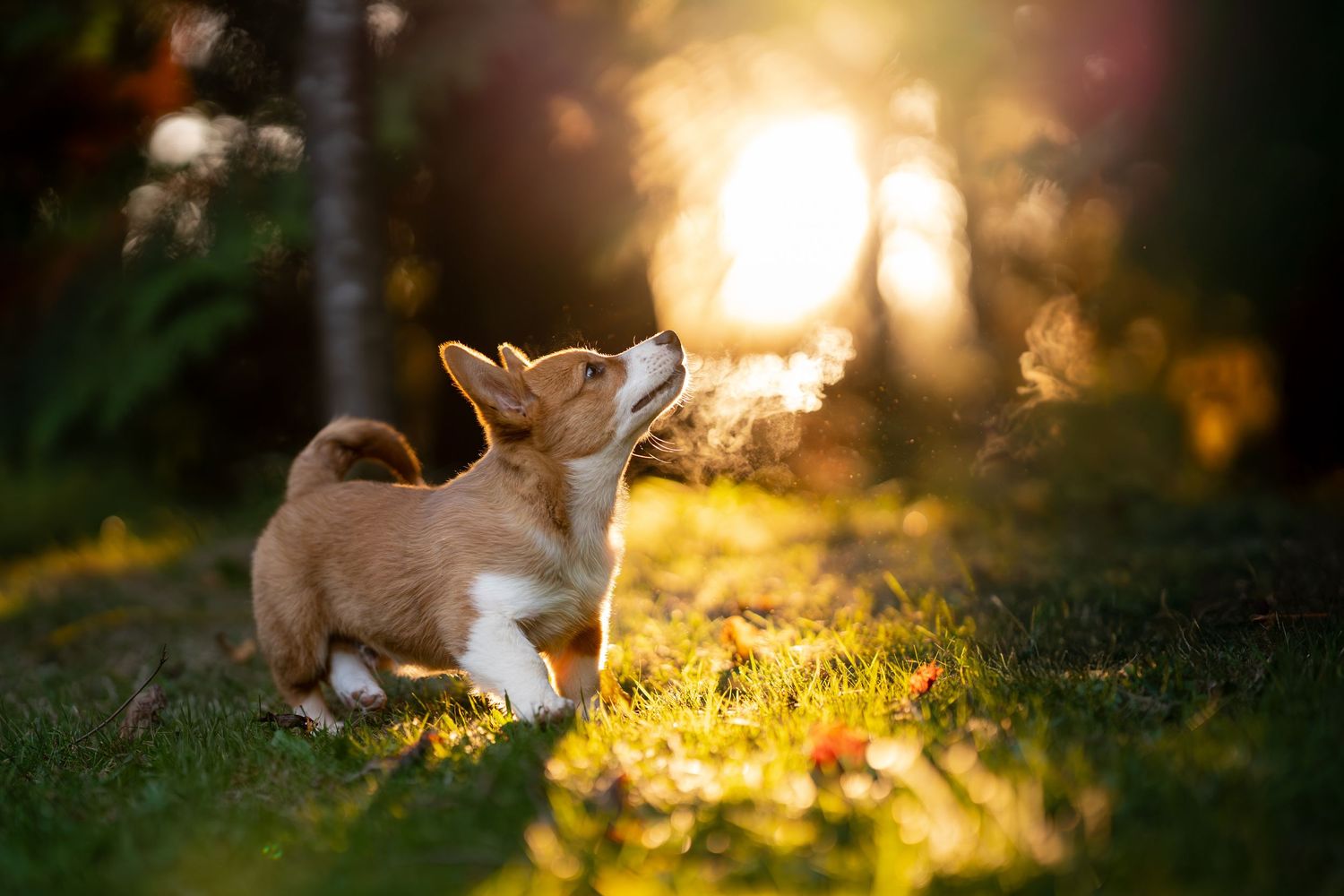 A Corgi puppy stands in sunlit grass surrounded by glowing golden bokeh light in a garden.