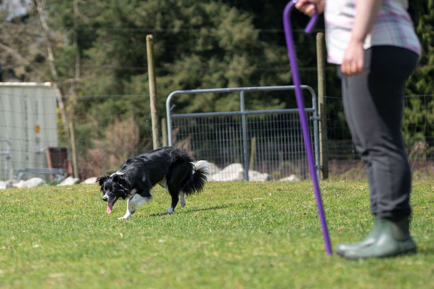 Border collie herding on green grass field with handler holding purple crook wearing green wellington boots.