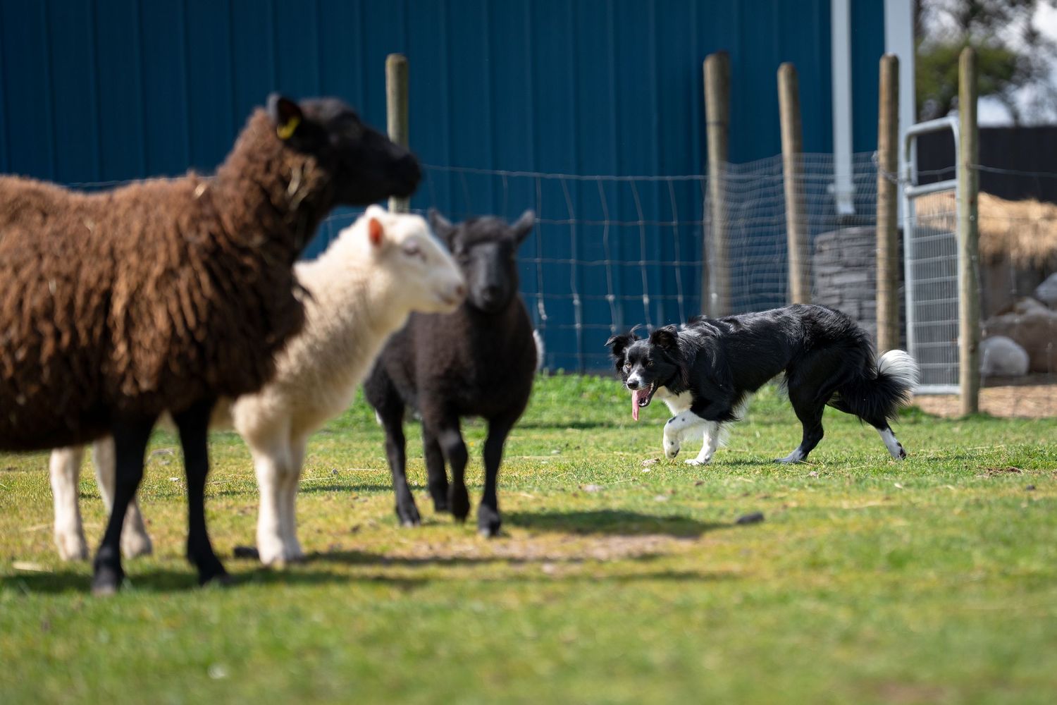 Border collie herding sheep