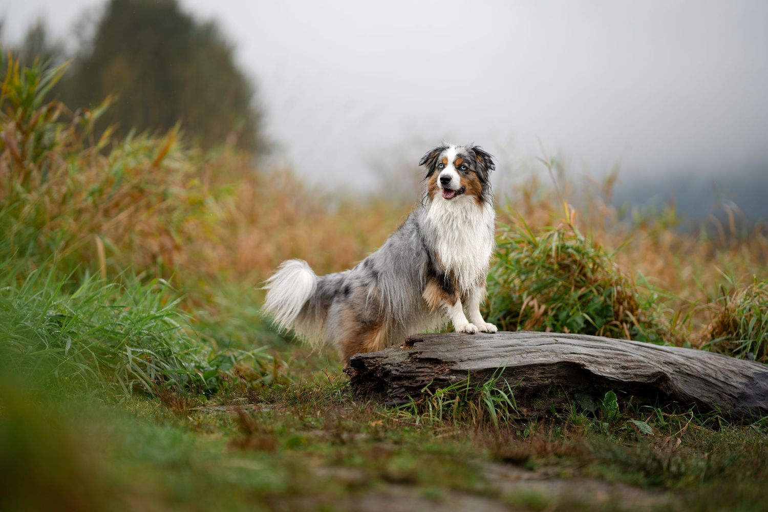 Australian Shepherd dog standing proudly on a log in an autumn field with misty skies.