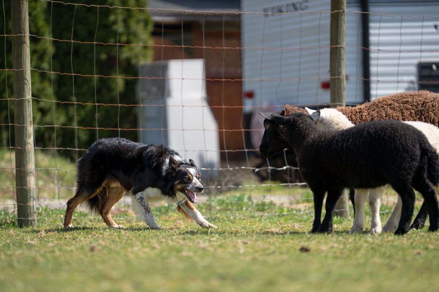 Border Collie herding black sheep along wire fence in farm pasture on sunny day.