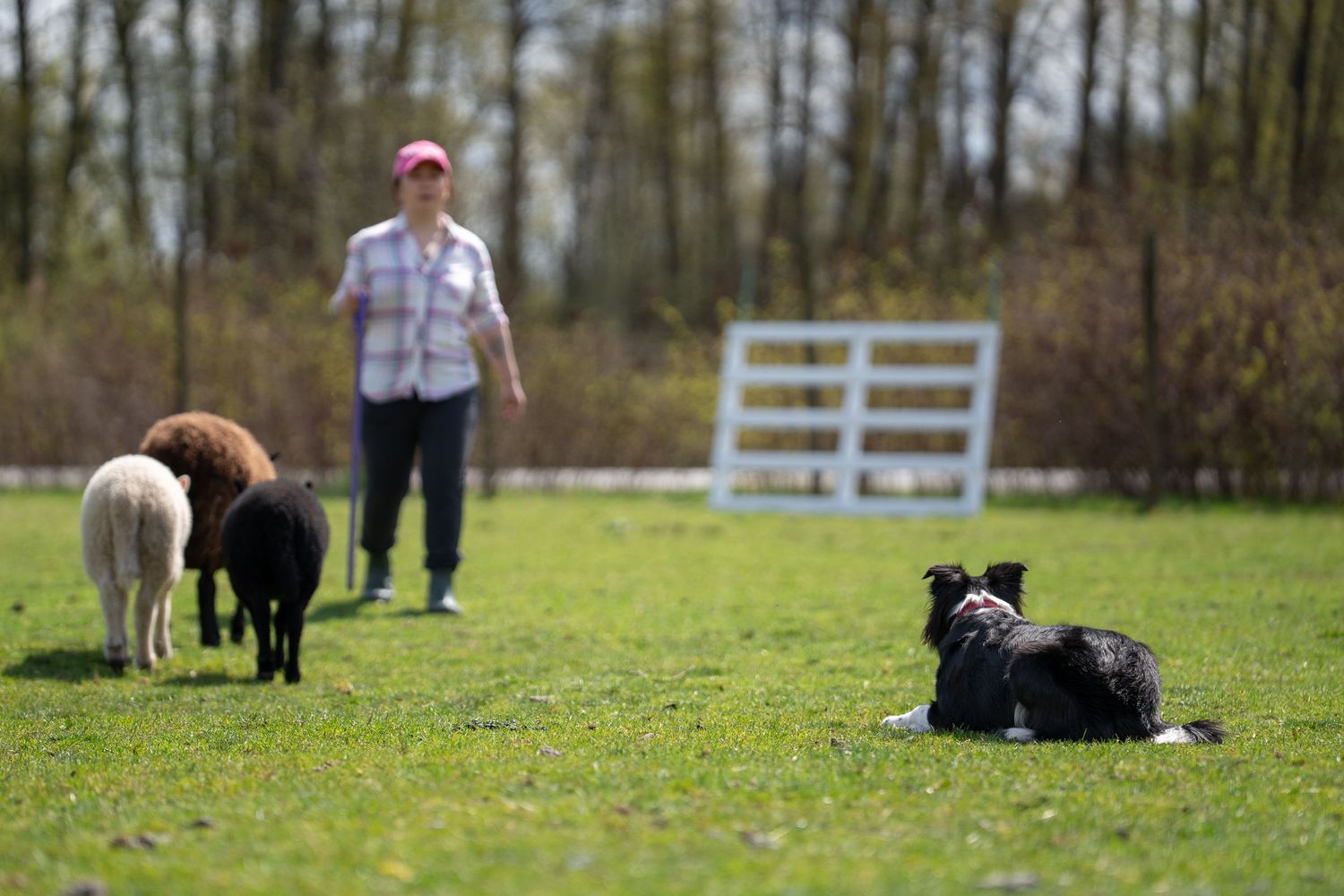 A border collie herding alpacas on a green field while a woman in a pink cap watches during a sunny day.