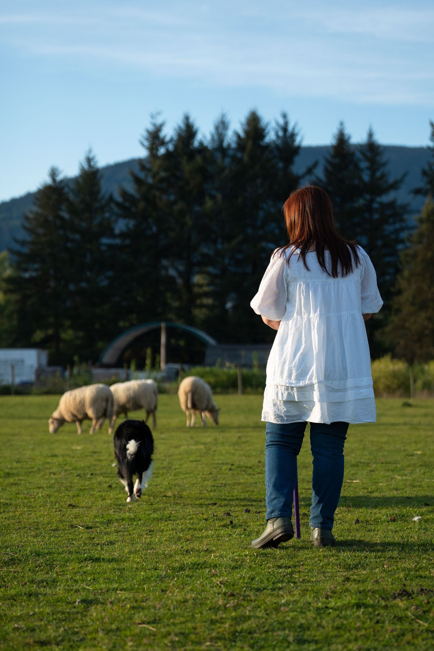 Red-haired woman in white dress and jeans stands with border collie herding sheep on lush green farm pasture.
