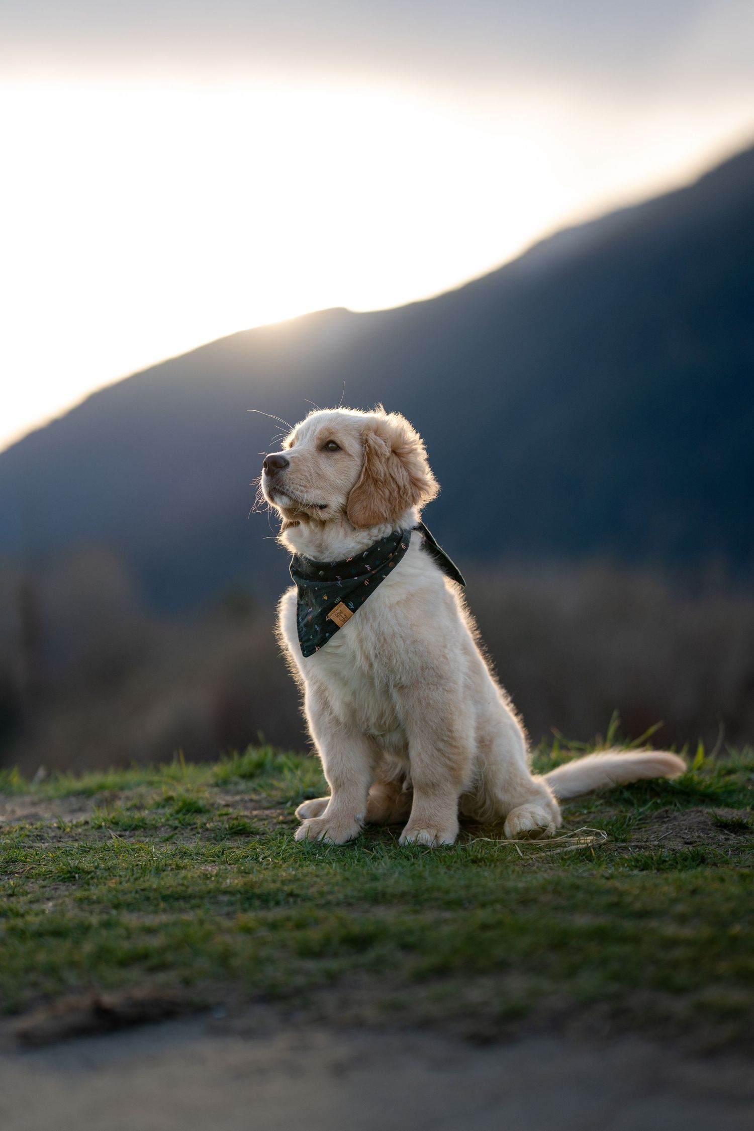 Golden Retriever puppy wearing a bandana sits on grass with mountain sunset backdrop.