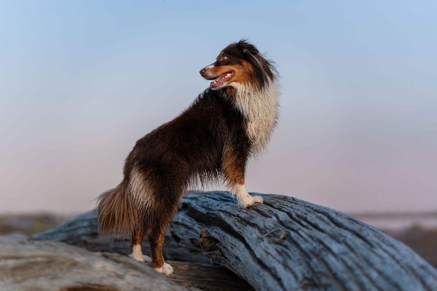 Tricolor Australian Shepherd dog posing on a large log with a pastel sunset sky behind.