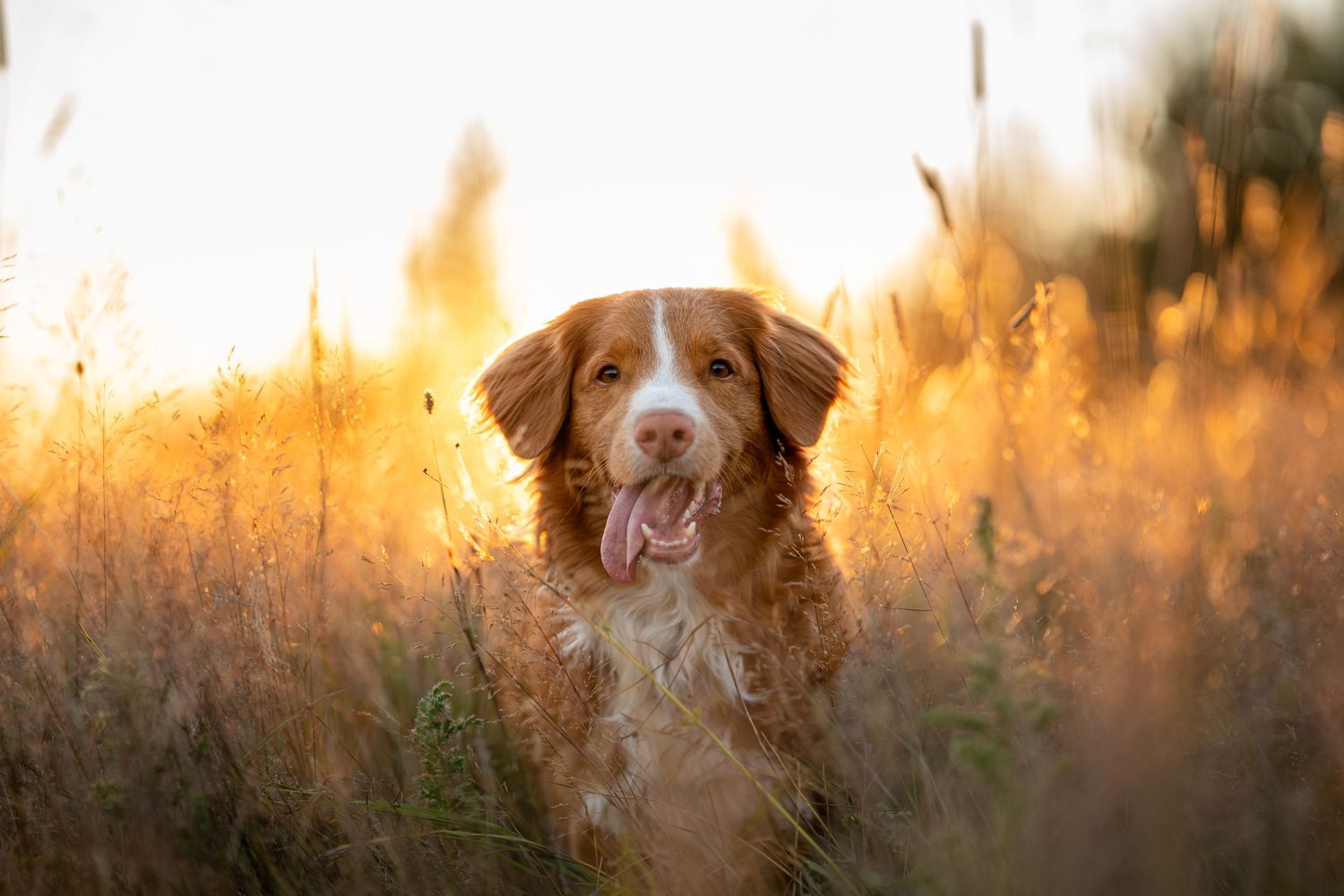 Happy Nova Scotia Duck Tolling Retriever dog sitting in tall golden grass with tongue out at sunset.