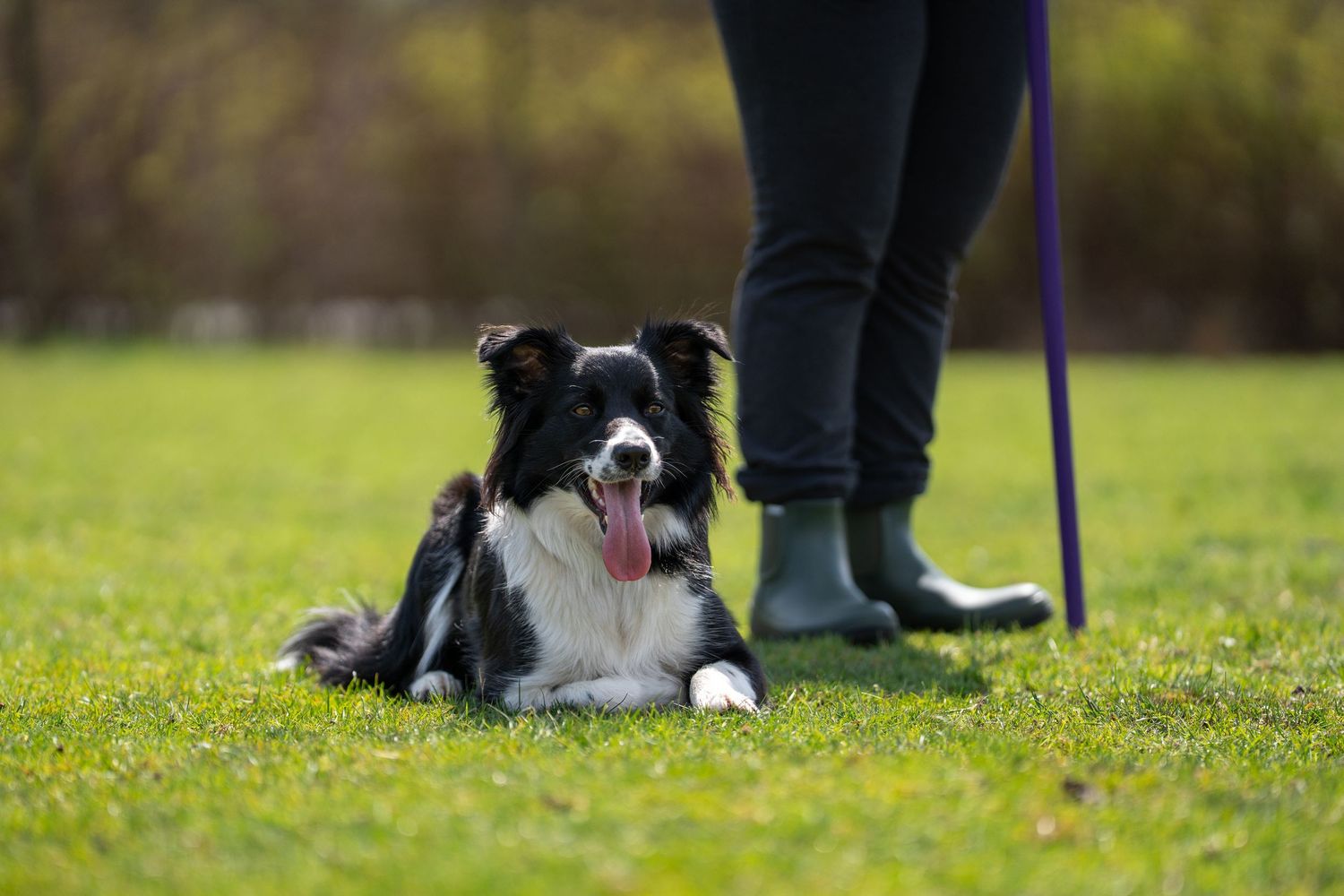 A black and white Border Collie lies on green grass beside a person in rubber boots holding a purple stick.