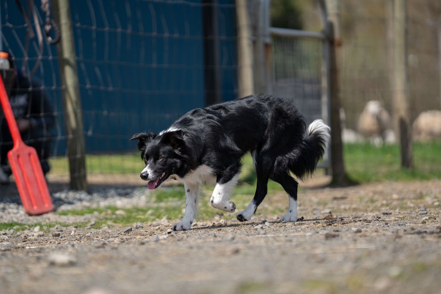 Black and white Border Collie dog running on gravel path near farm fence with sheep in background.