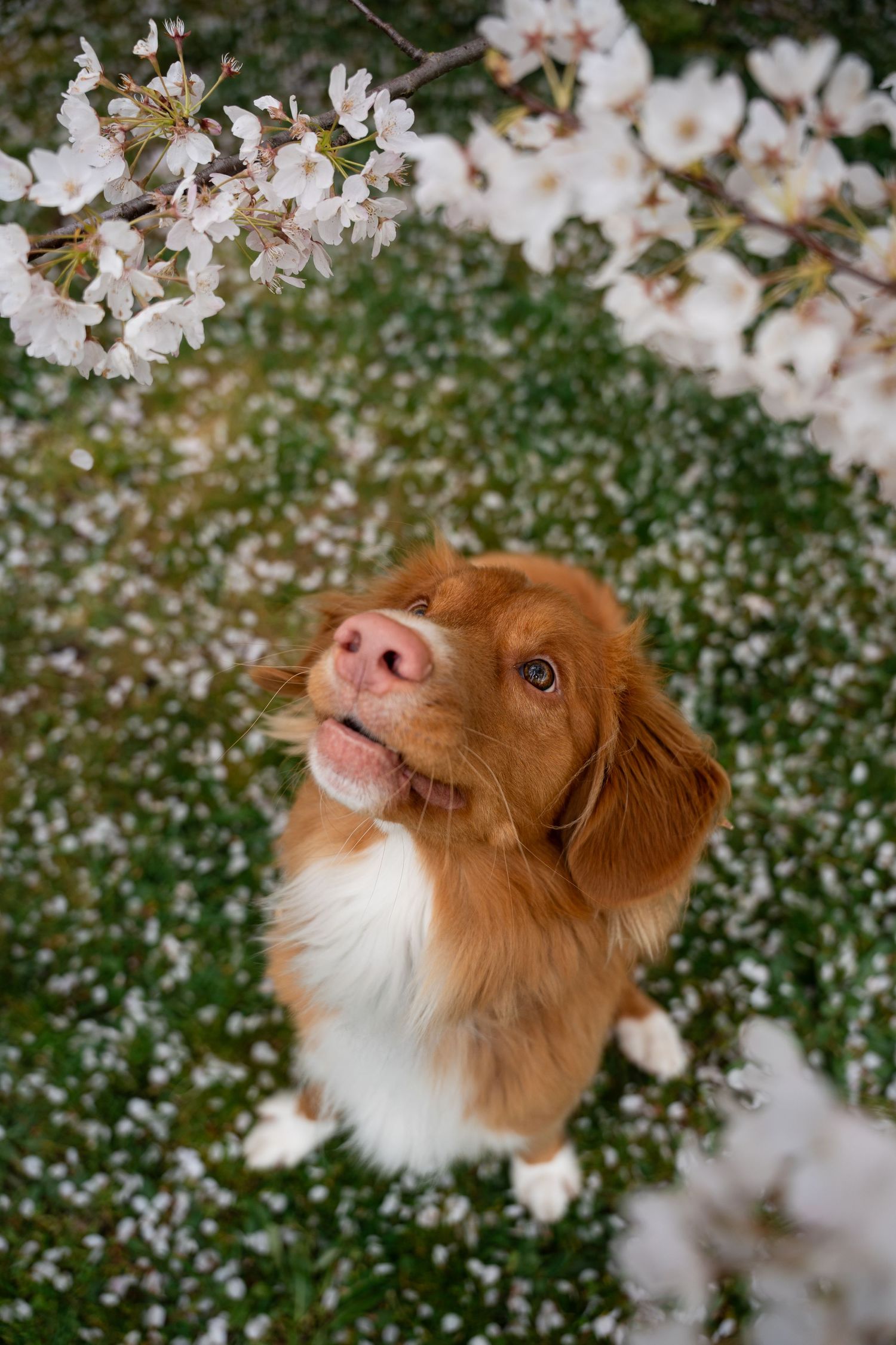 A cheerful Nova Scotia Duck Tolling Retriever looks up surrounded by white cherry blossoms in bloom.