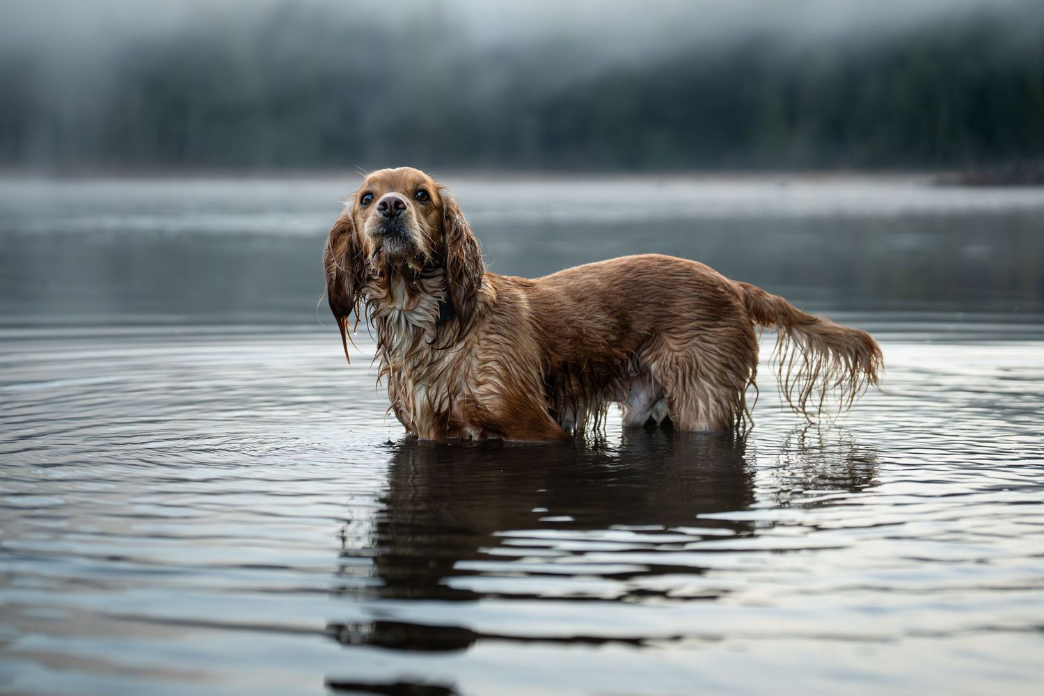 A wet golden Cocker Spaniel stands in a calm misty lake, its long fur soaked, surrounded by foggy trees.