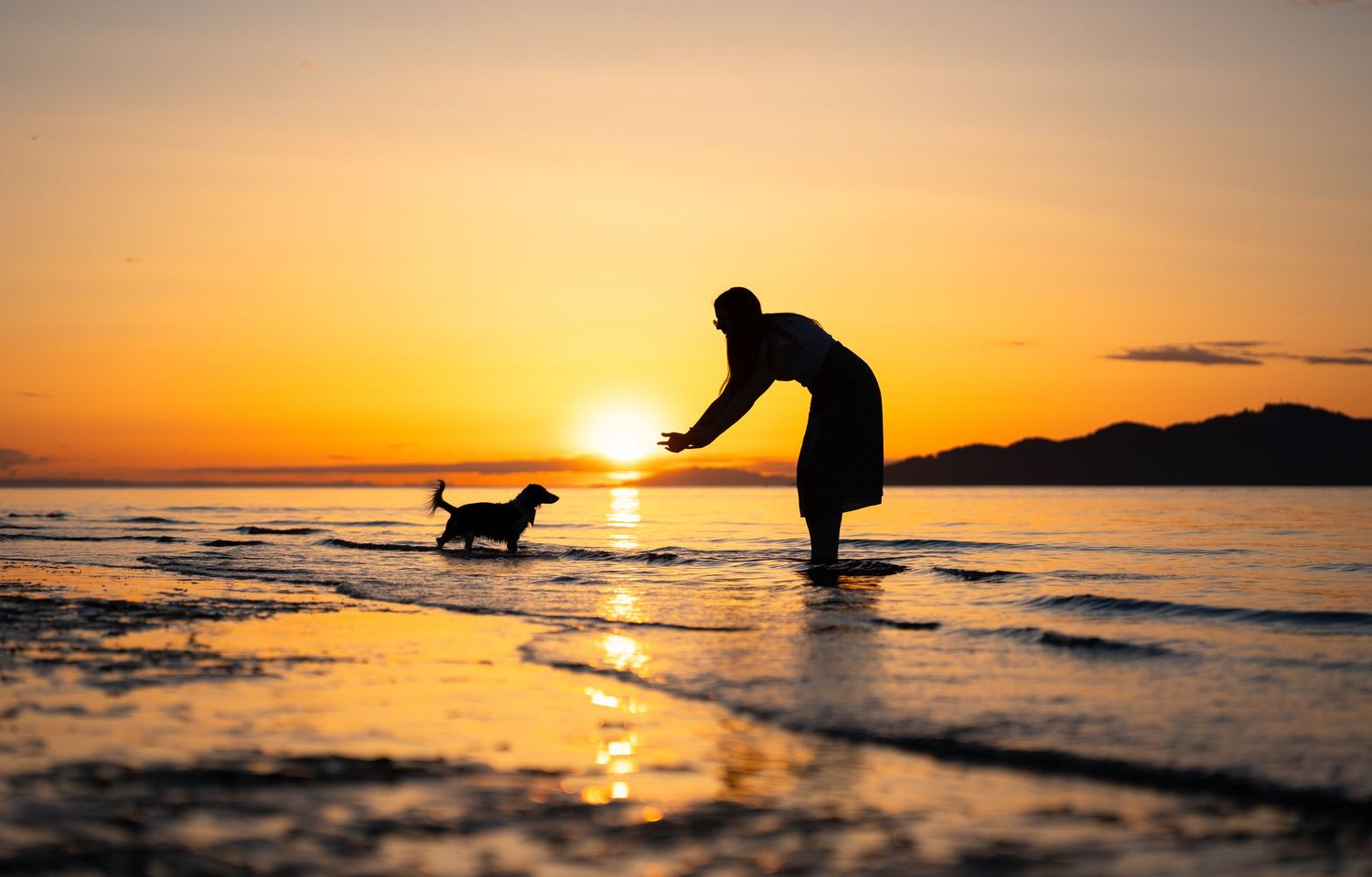 Silhouette of a person and small dog playing in shallow water at a stunning golden sunset on the beach.