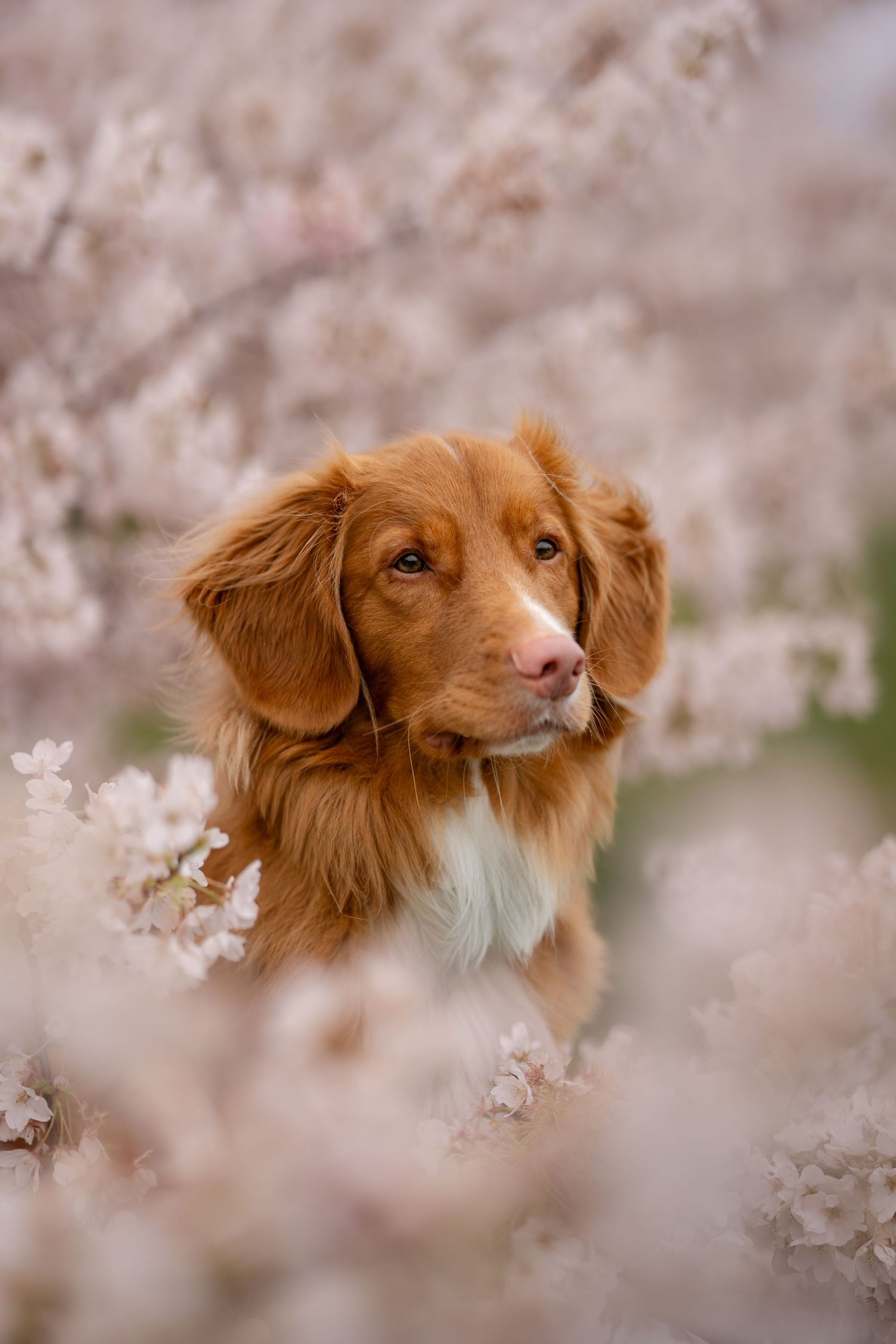 A beautiful Nova Scotia Duck Tolling Retriever poses gracefully among soft pink cherry blossom branches.