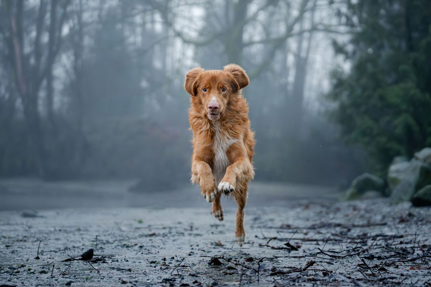 A golden Nova Scotia Duck Tolling Retriever runs energetically through a misty, muddy forest path.