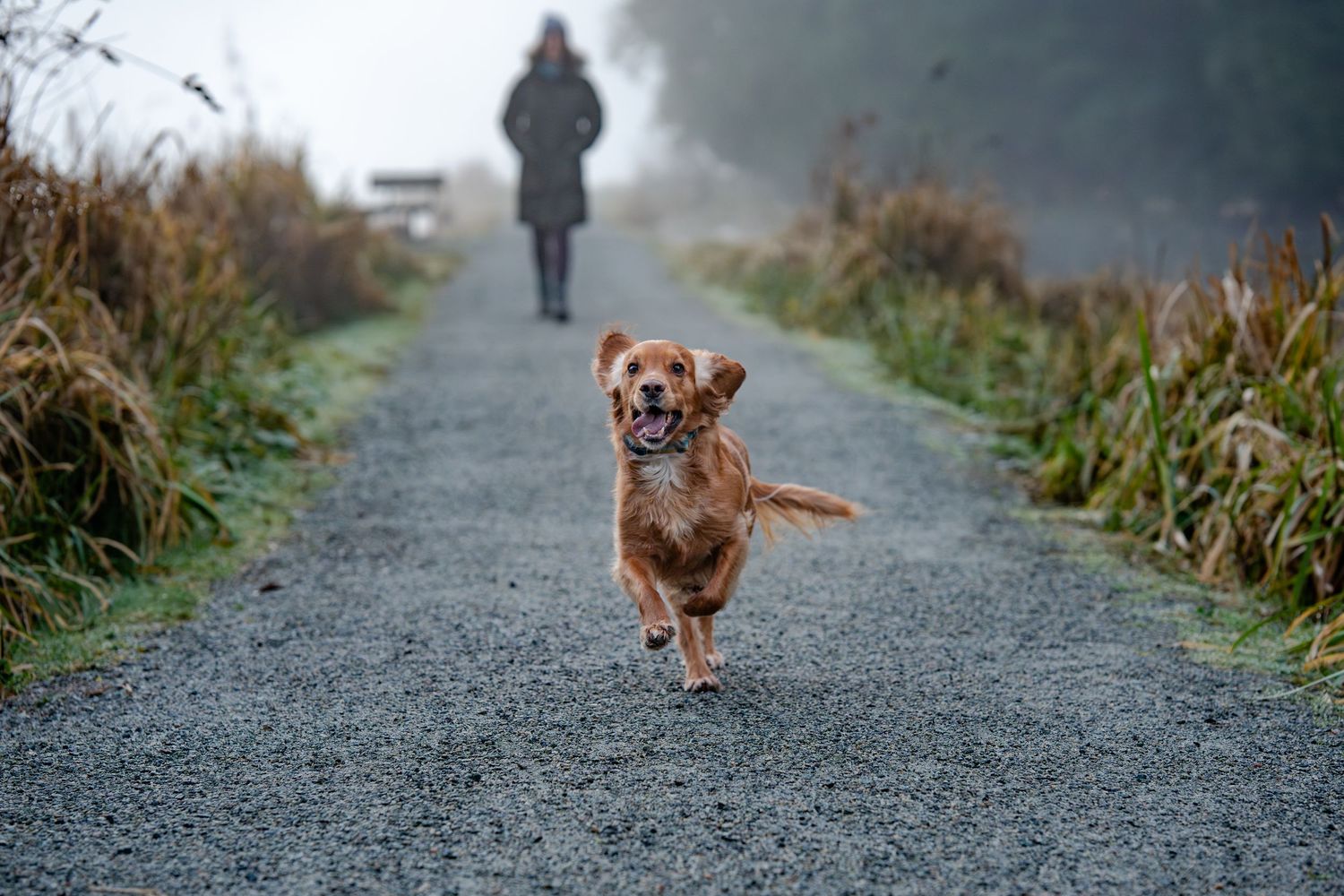 A happy golden dog runs toward the camera on a misty gravel country path.