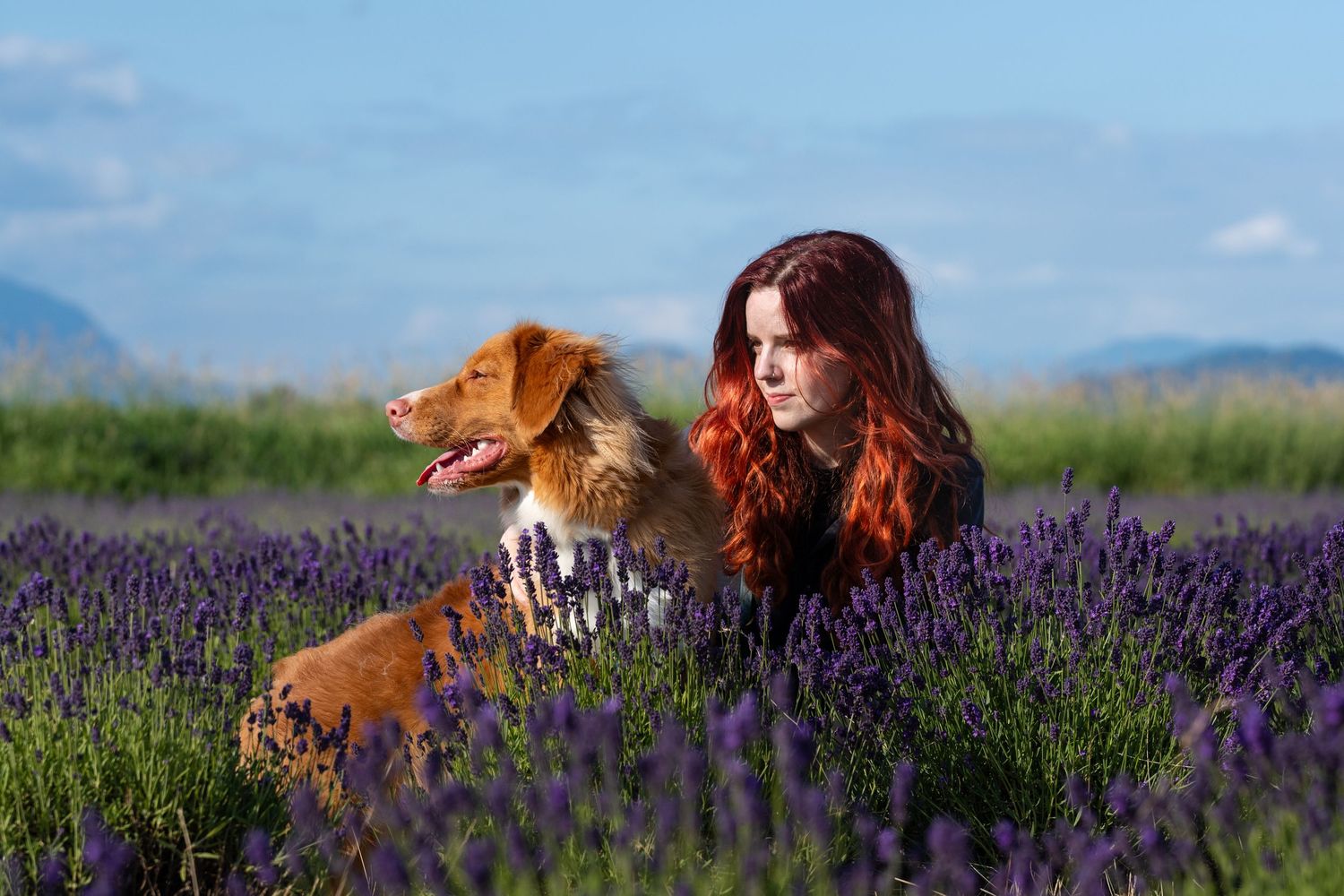 A red-haired woman and her Nova Scotia Duck Tolling Retriever relax in a lavender field.