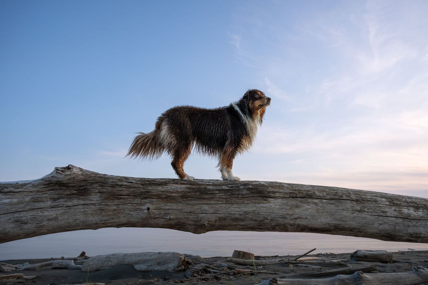 Australian Shepherd standing on a large driftwood log at a beach under a blue sky.