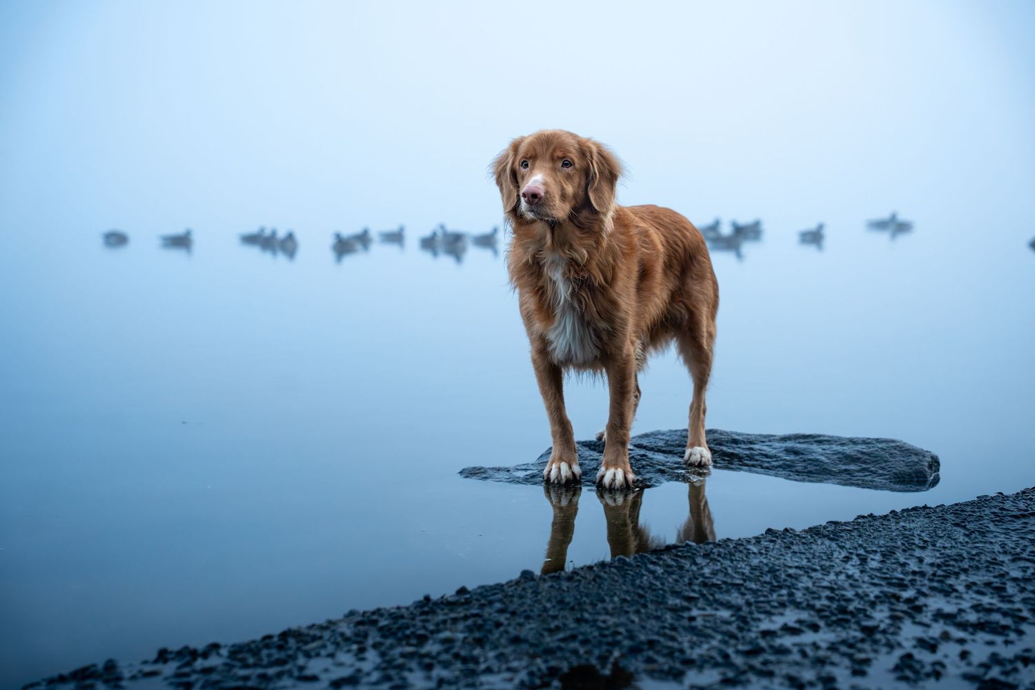 A wet Nova Scotia Duck Tolling Retriever stands on a rock by a misty calm lake.
