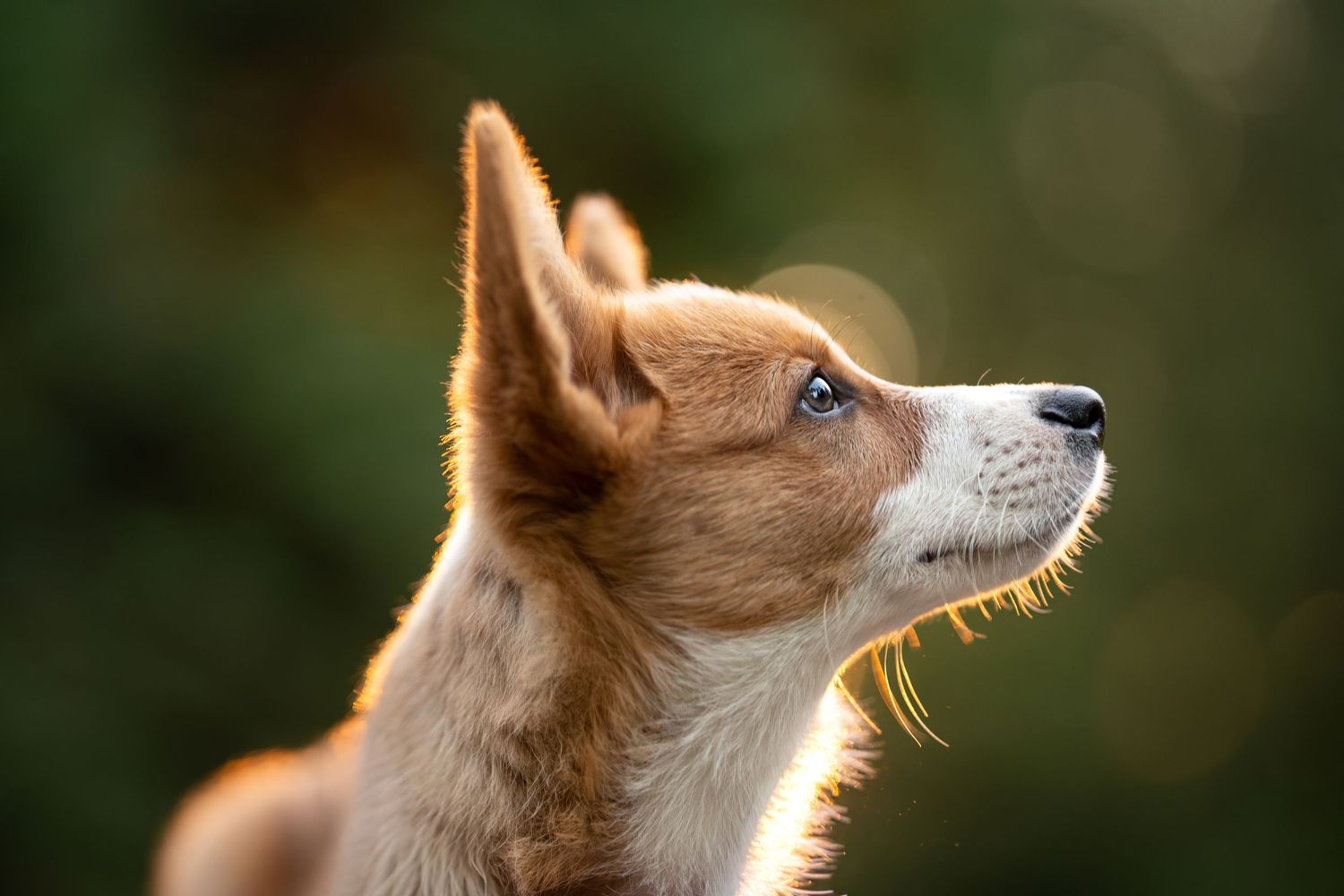 A young Corgi puppy with golden fur gazes upward against a blurred green background.