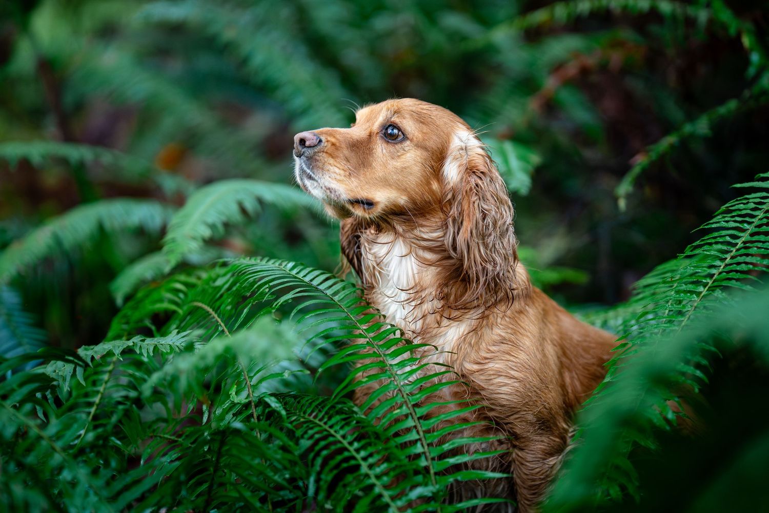A wet golden spaniel dog peers through lush green fern leaves in a forest.