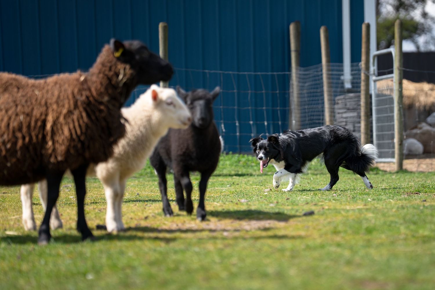 A border collie herding three sheep on a green farm paddock near a blue shed on a sunny day.